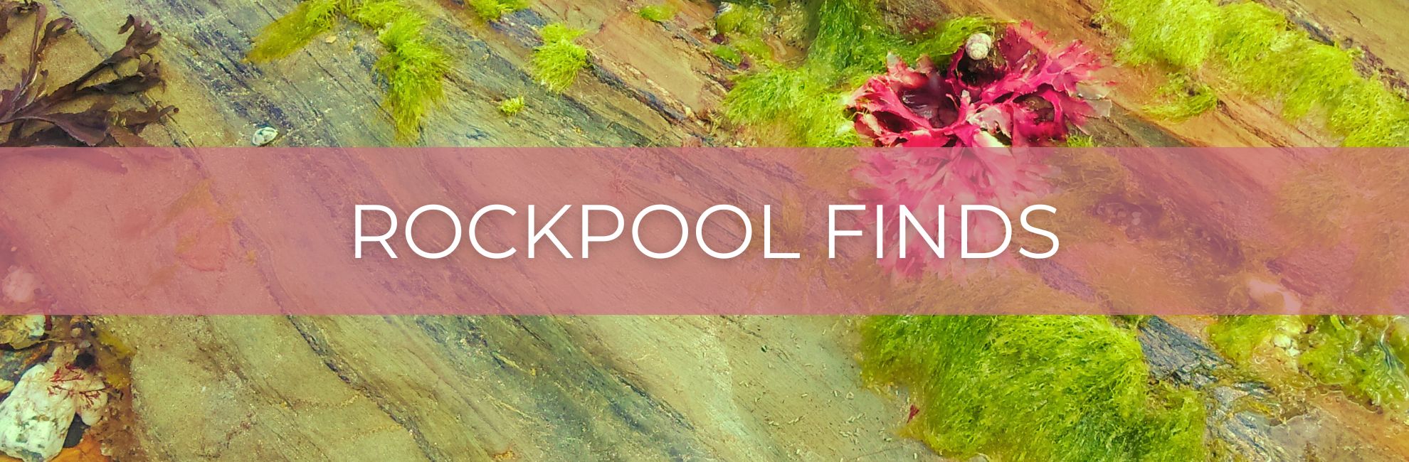 Pink seaweed with text 'Rockpool Finds'