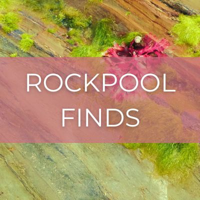 Pink seaweed with text 'Rockpool Finds'