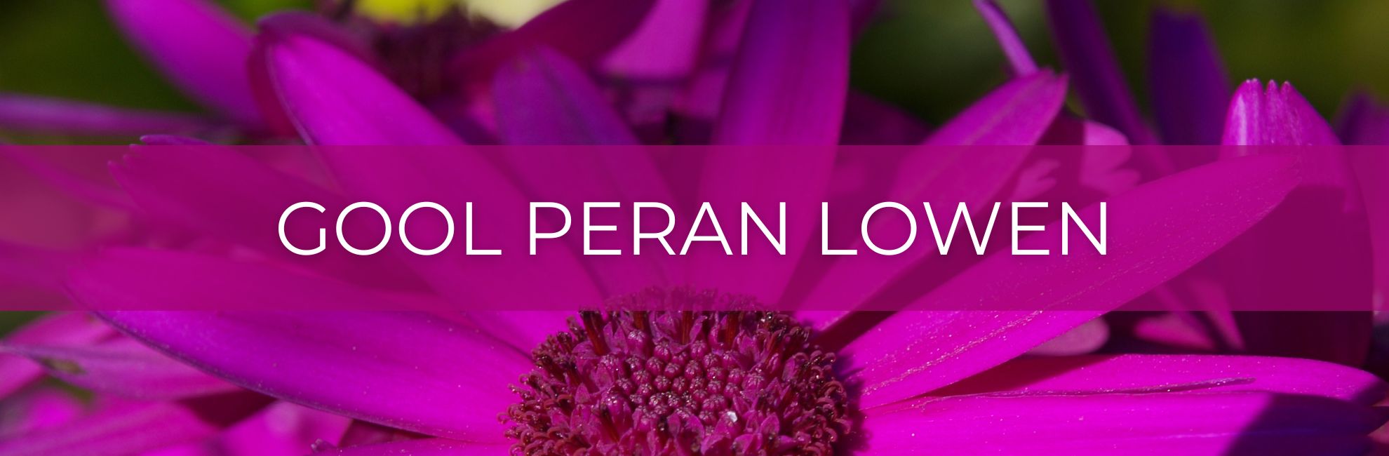 Pink flower with text 'Gool Peran Lowen'